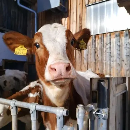 Buchauhof * Maria Alm am Steinernen Meer